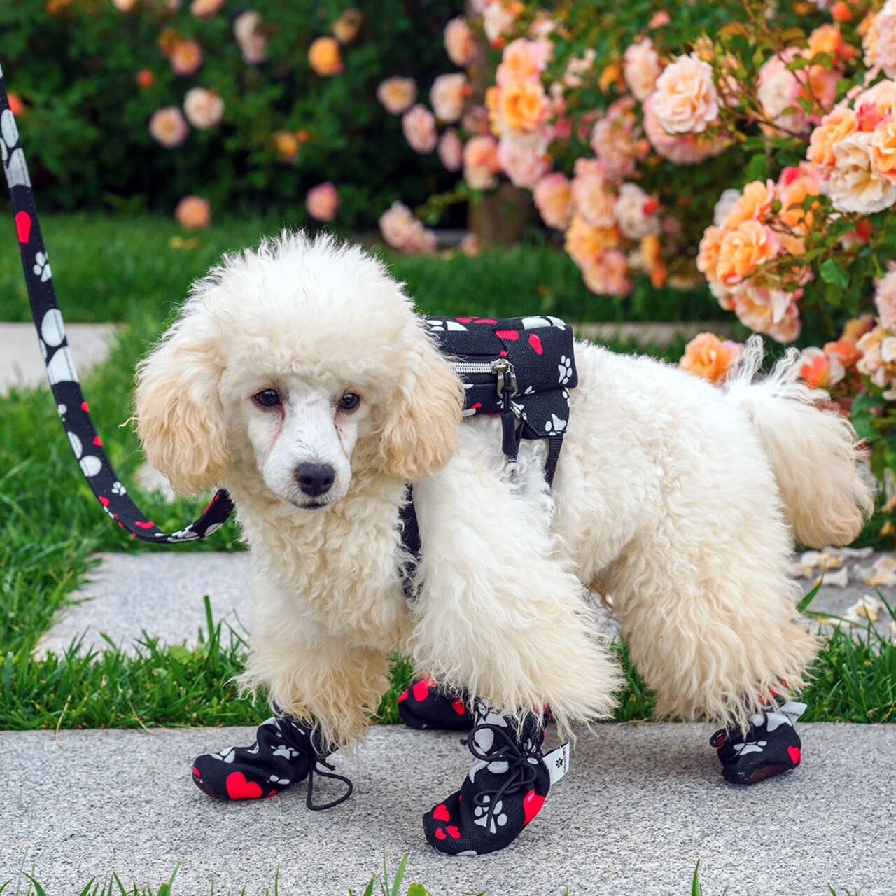 Încălțăminte pentru câini, Paws &amp; Whiskers, Shoe, Negru - imagine 4